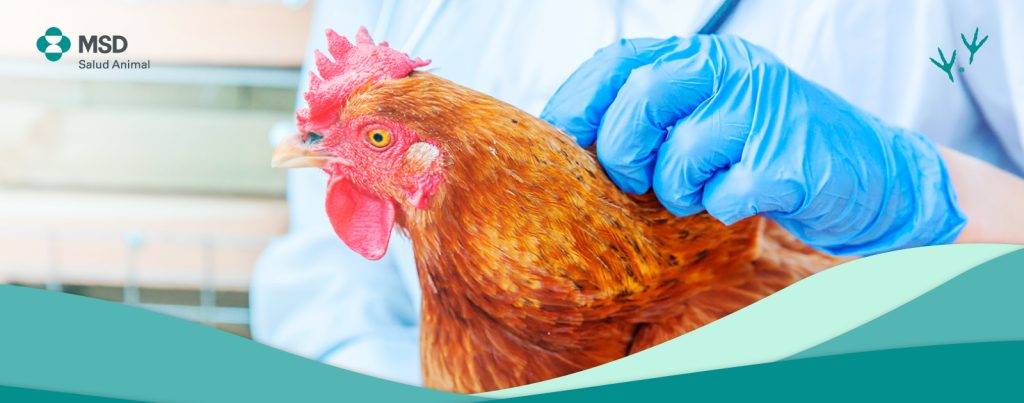 enfermedad en las gallinas - Cómo garantizar la salud de las gallinas en tu hogar