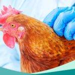 Cómo garantizar la salud de las gallinas en tu hogar