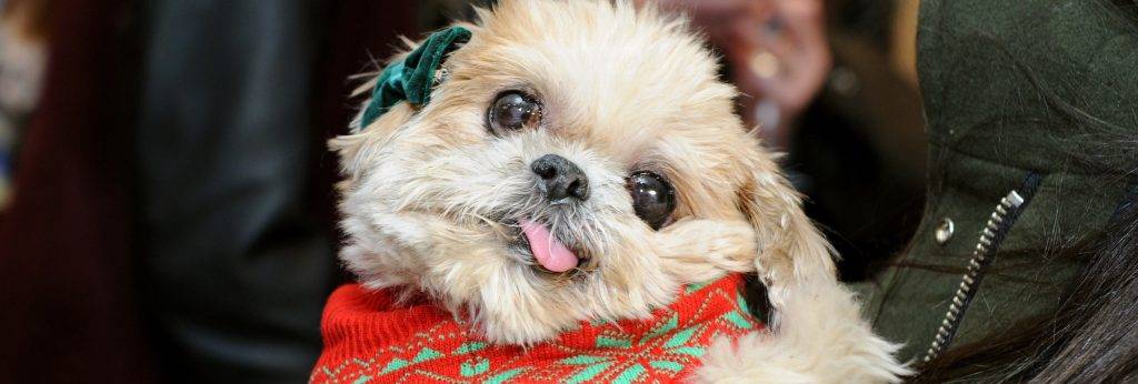 enfermedad perro lengua fuera - Por qué mi perro saca tanto la lengua y cómo actuar