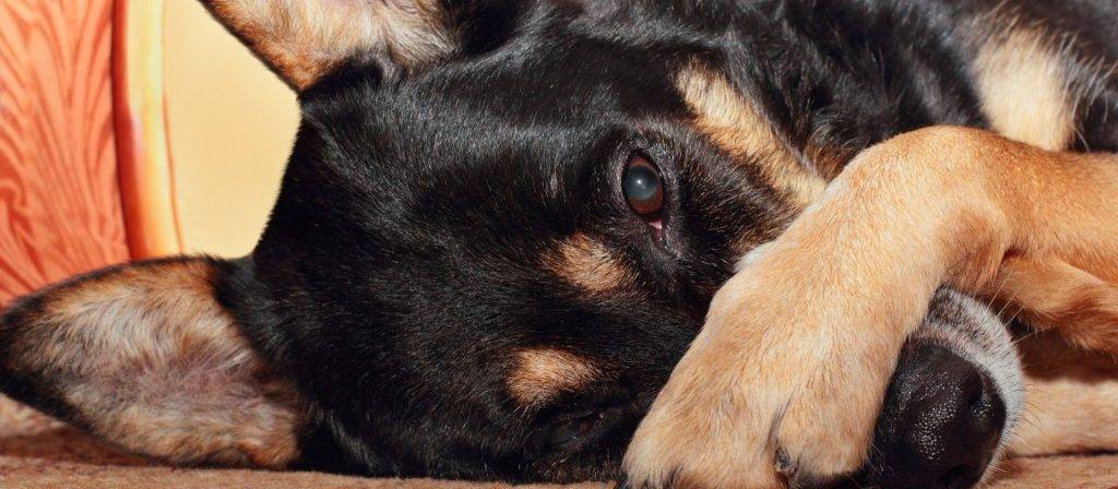 enfermedades de los ojos en perros fotos - Cómo detectar enfermedades oculares en perros fácilmente