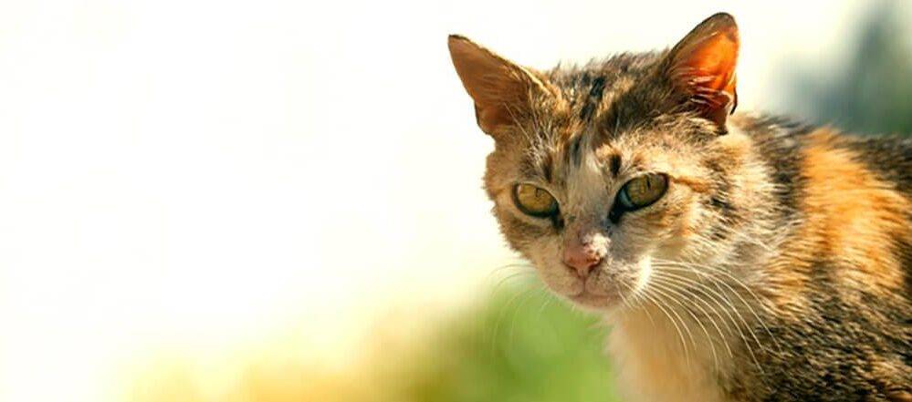 enfermedades gatos callejeros - Enfermedades que los gatos callejeros transmiten a humanos