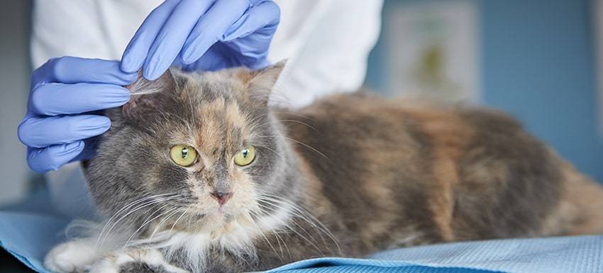 enfermedades piel gatos fotos - Cuáles son las enfermedades comunes de la piel en gatos