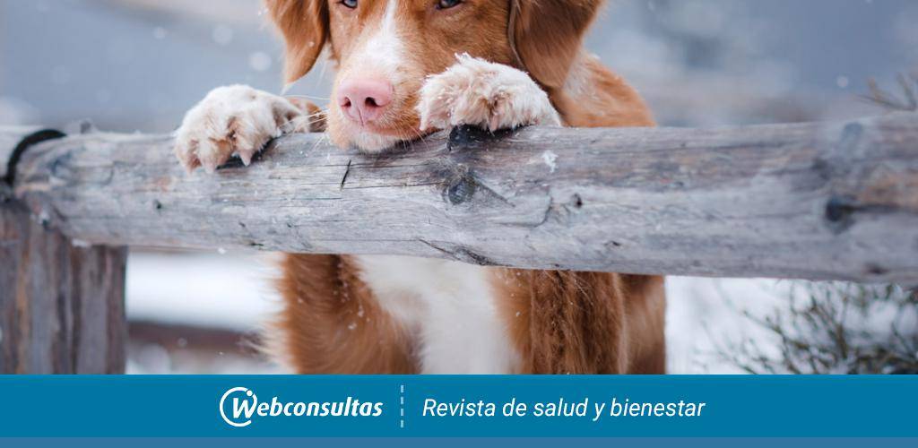 enfermedades que causan hipotermia en perros - Cómo se debe tratar la hipotermia en los perros