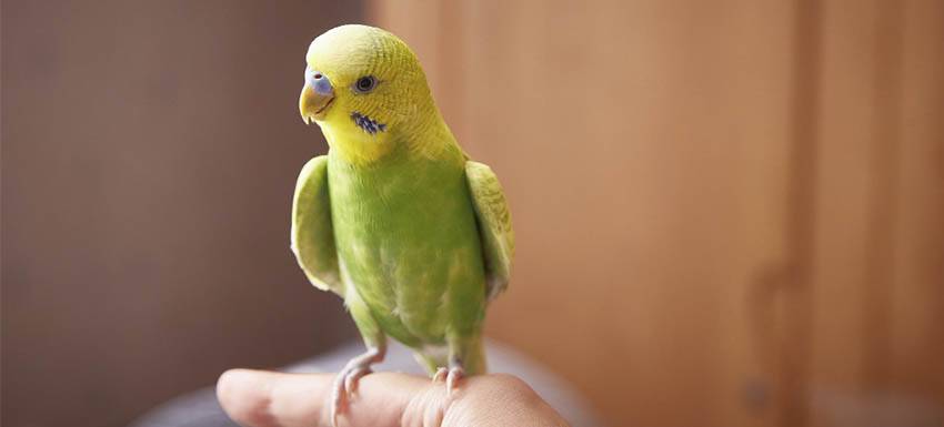 enfermedades que transmiten los pajaros a los humanos - Enfermedades que transmiten los pájaros a los humanos