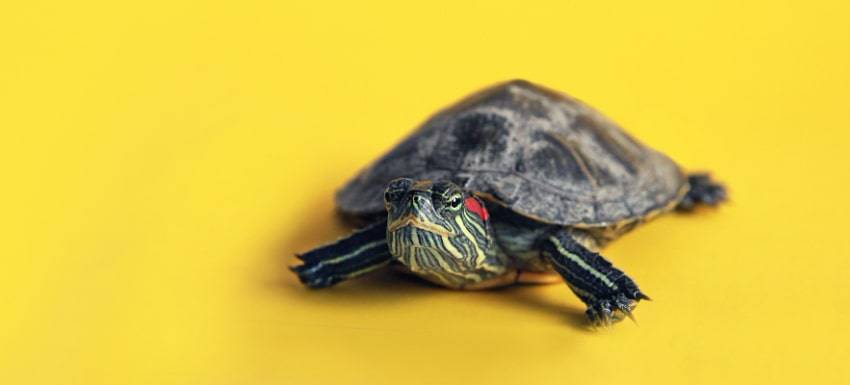 enfermedades tortugas de agua - Cuáles son las enfermedades comunes en las tortugas