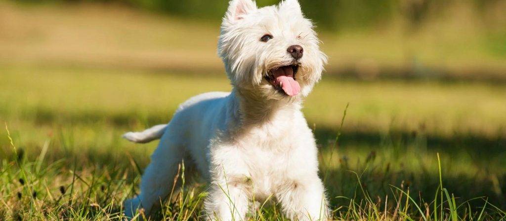 enfermedades westy - Enfermedades frecuentes del West Highland White Terrier