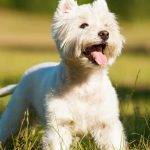 Enfermedades frecuentes del West Highland White Terrier