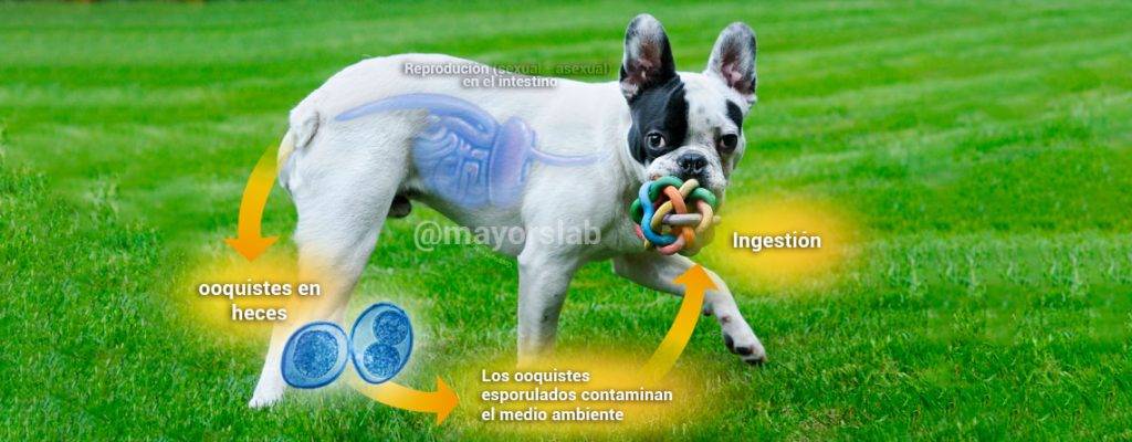 enteritis en perros - Cómo se puede tratar la enteritis en perros