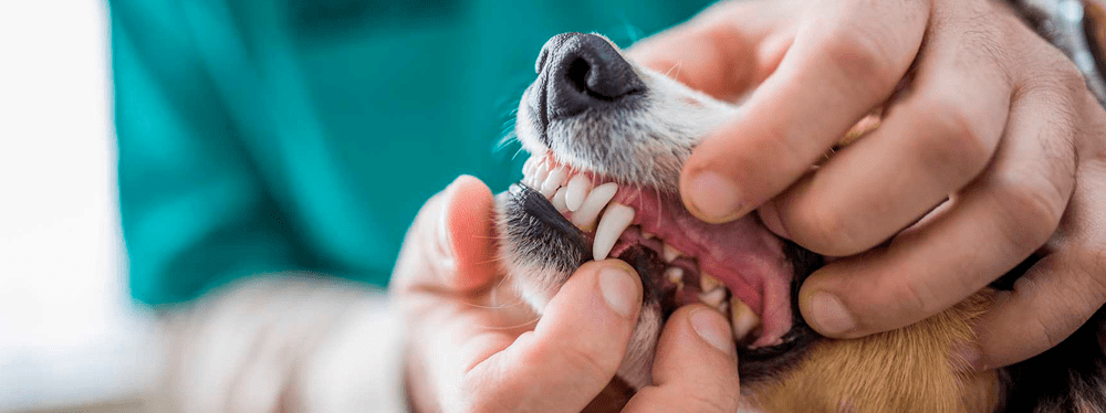 es buena la granada para los perros - Pueden los perros comer granada de forma segura