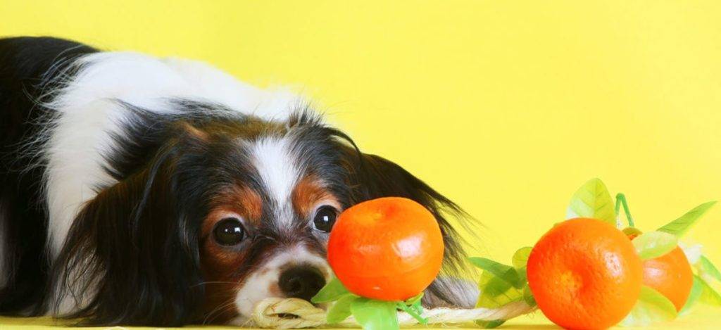 es buena la naranja para los perros - Los perros pueden comer mandarina de forma segura