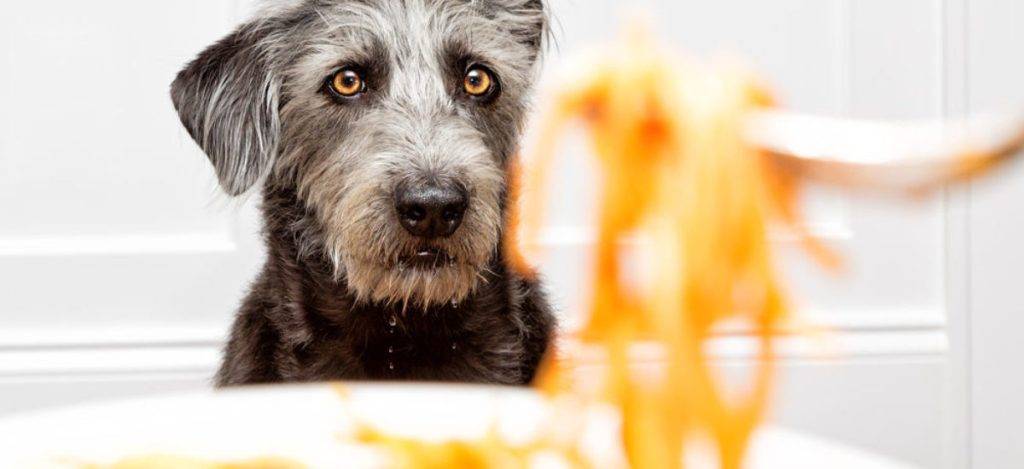 es buena la pasta para los perros 1 - Los perros pueden comer pasta y macarrones de forma segura