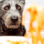 Los perros pueden comer pasta y macarrones de forma segura