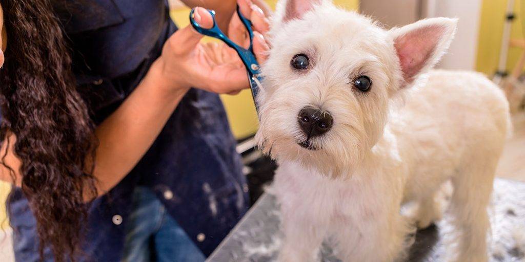 es bueno cortar el pelo a los perros - Por qué es importante cortar el pelo a los perros en verano