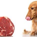 Los perros pueden comer carne cruda Beneficios y precauciones