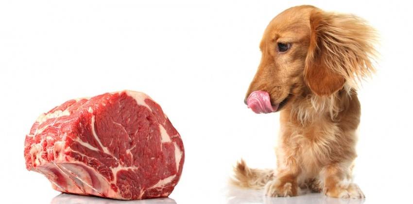 es bueno darle carne cruda a los perros - Los perros pueden comer carne cruda Beneficios y precauciones