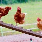 Las gallinas pueden poner huevos sin un gallo presente