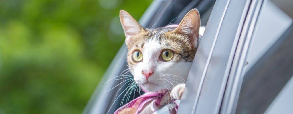 es malo llevar al gato de vacaciones - Cómo garantizar un viaje seguro y cómodo con tu gato