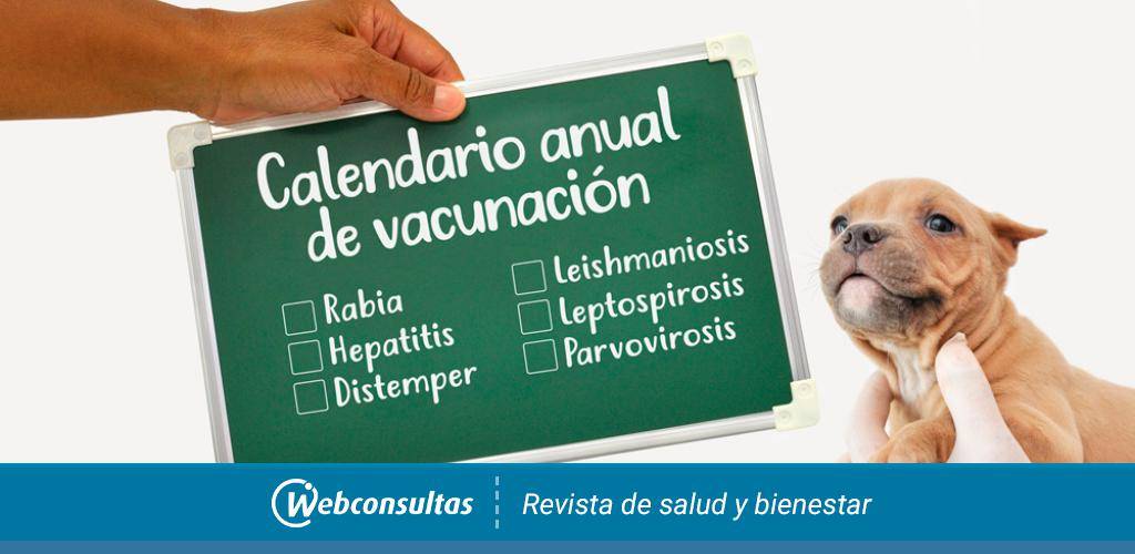 es necesario vacunar a los perros todos los anos - Es peligroso no vacunar a mi perro durante varios años