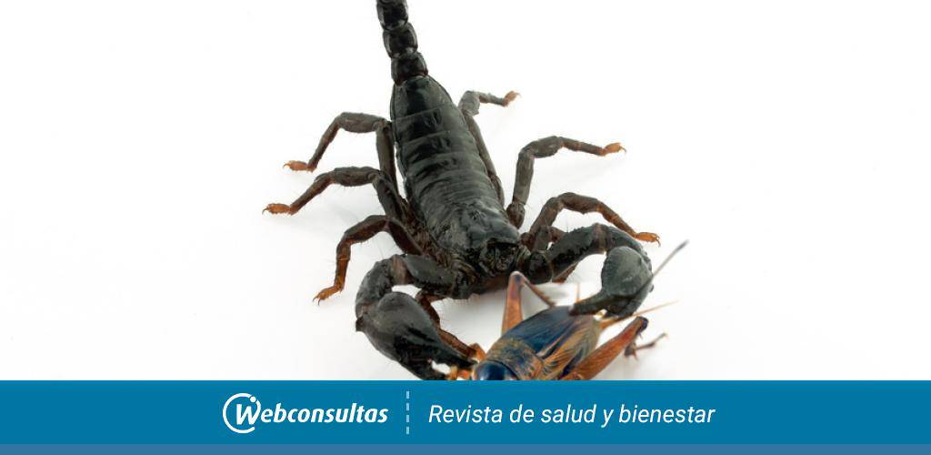 escorpion que come - Cómo se alimentan los alacranes y cuál es su dieta