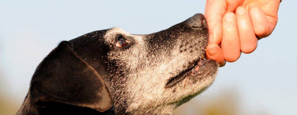 esmegma en perros cachorros - Por qué algunos cachorros presentan pus en el pene al nacer