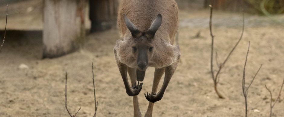 especie de canguro - Sabías que existen 20 tipos de canguros en la naturaleza