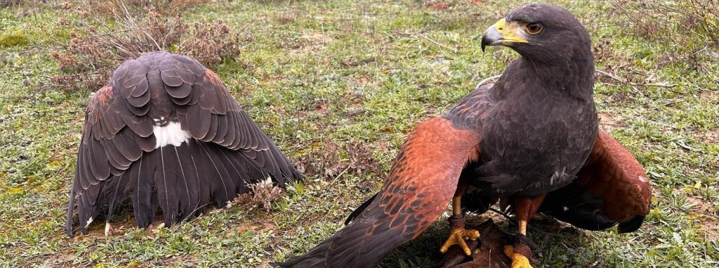 especie de halcon - Halcones en España: Tipos, especies y características