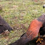 Halcones en España: Tipos, especies y características