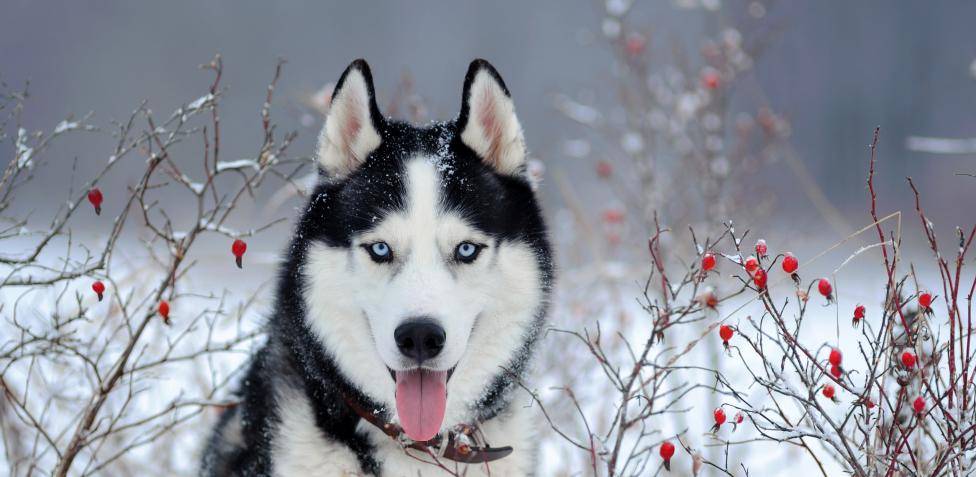 especie de perro lobo - Cuáles son las razas de perros que se asemejan a los lobos