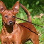 Cuáles son las diversas razas de Pinscher que existen