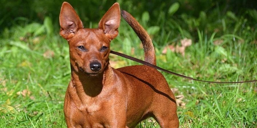 especie de pinscher - Cuáles son las diversas razas de Pinscher que existen