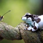 Tipos de ranas en España: ¡Conoce sus nombres y fotos!