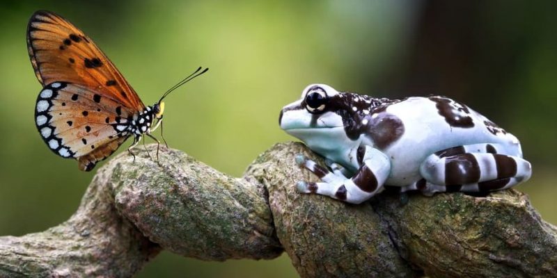 especie de rana - Tipos de ranas en España: ¡Conoce sus nombres y fotos!