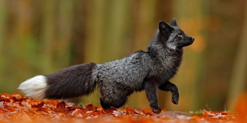 especie de zorro - Cuántos tipos de zorros existen en el mundo