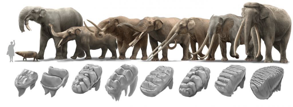 especies de elefantes - Tipos de elefantes: Conoces las especies y sus características