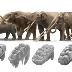 Tipos de elefantes: Conoces las especies y sus características