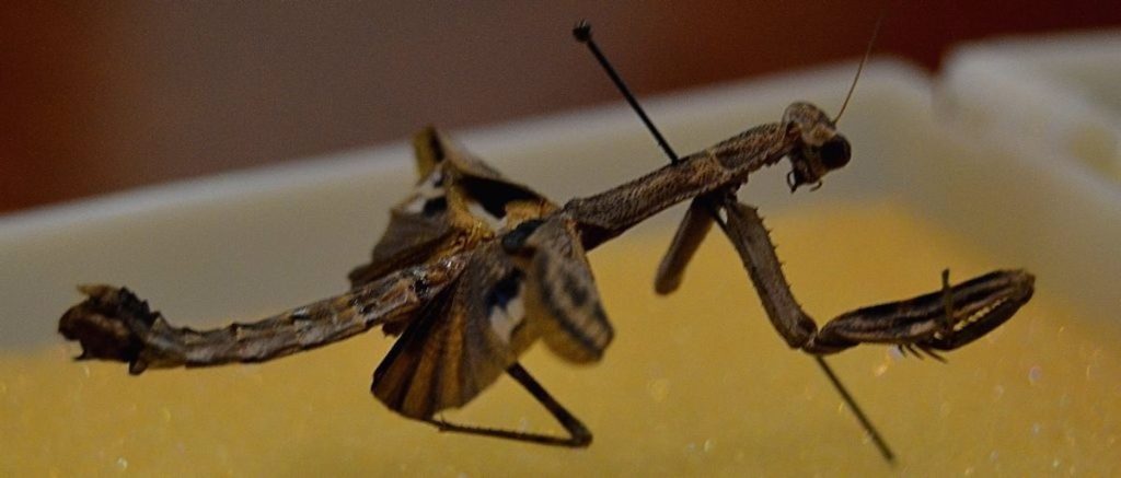 especies de mantis en espana - Cuántas especies de mantis religiosa se encuentran en España