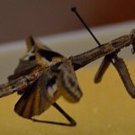 Cuántas especies de mantis religiosa se encuentran en España