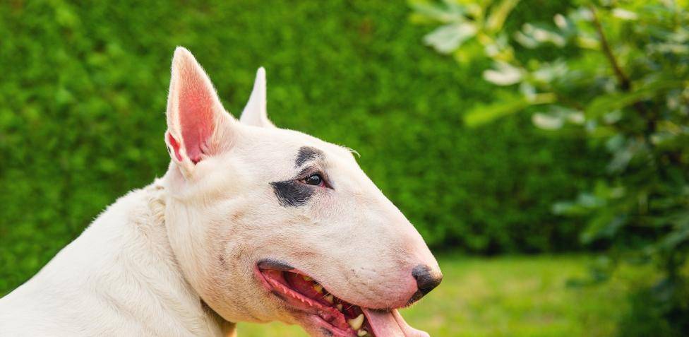 Razas de perros Terrier: Tipos y características