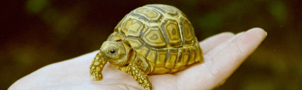 especies de tortugas de tierra - Cuántas especies de tortugas terrestres hay en el mundo