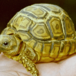 Cuántas especies de tortugas terrestres hay en el mundo