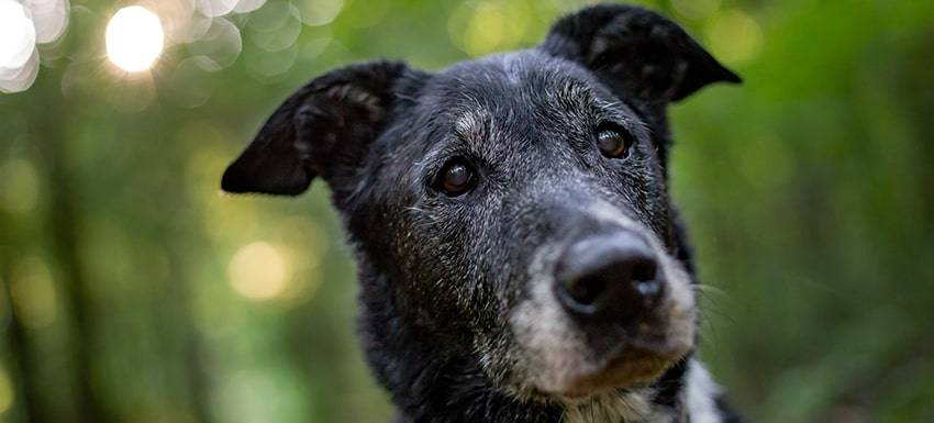 esperanza de vida perro con leishmania - Vida de un perro con leishmaniosis: Consejos de cuidado