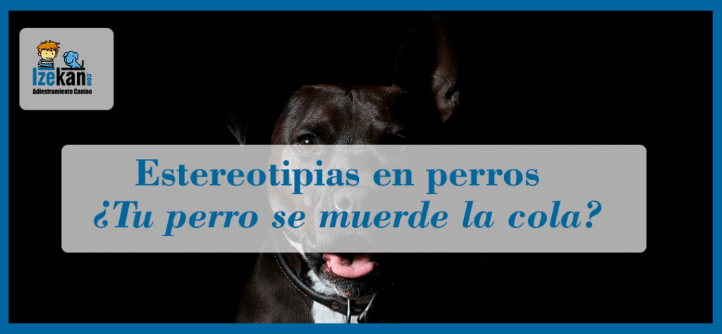 estereotipia perro - Qué es una estereotipia en perros y cómo identificarla