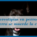 Qué es una estereotipia en perros y cómo identificarla