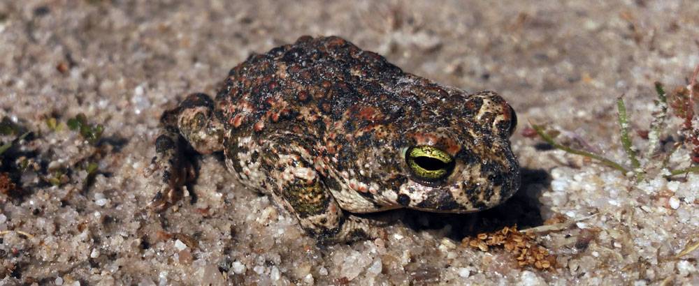 estivacion - Qué es la estivación Qué animales hibernan durante el invierno