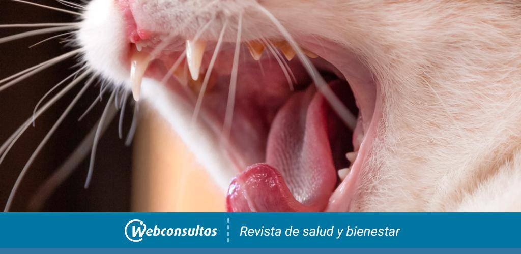 estomatitis gato - Qué es la estomatitis felina y cuáles son sus tratamientos