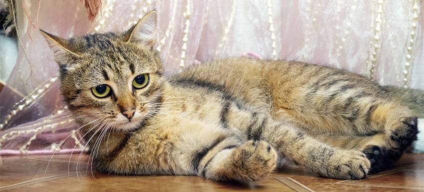 estornudo inverso gato - Qué es el estornudo inverso en gatos y cómo tratarlo