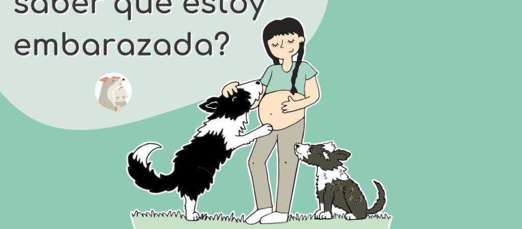 estoy embarazada y mi perro no se me despega - Por qué mi perro está tan pegado a mí durante mi embarazo