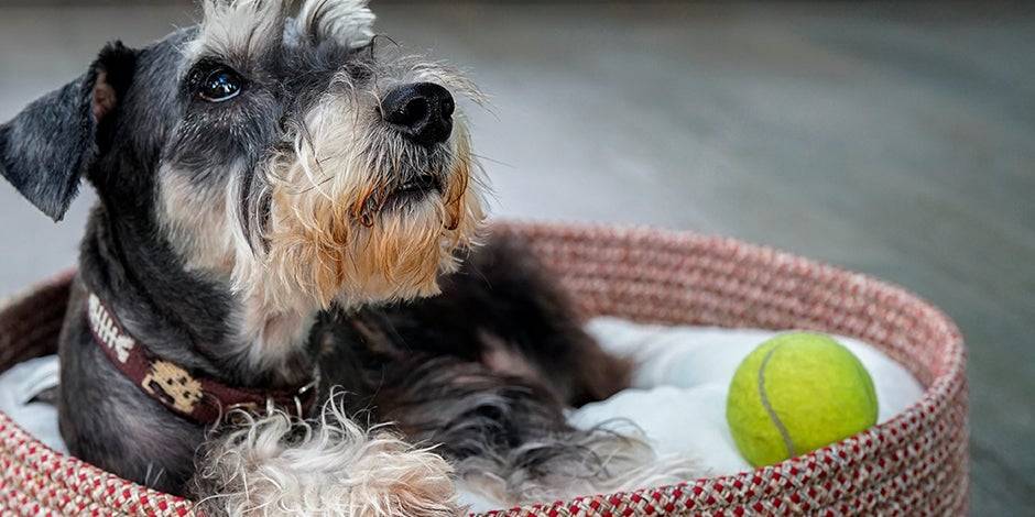 estrenimiento en perros de raza pequena - Cómo solucionar el estreñimiento en perros de raza pequeña