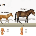 Evolución del caballo desde sus antepasados prehistóricos hasta la especie actual