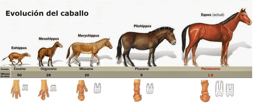 evolucion caballos - Evolución del caballo desde sus antepasados prehistóricos hasta la especie actual